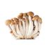 Brown Shimeji Mushroom 150g