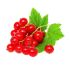 Red Currant 125g
