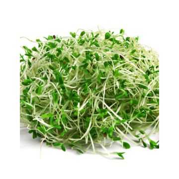 Alfalfa Sprouts 100g