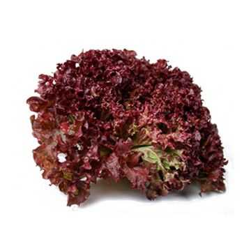 Lettuce Lollo Rossa Red 1kg